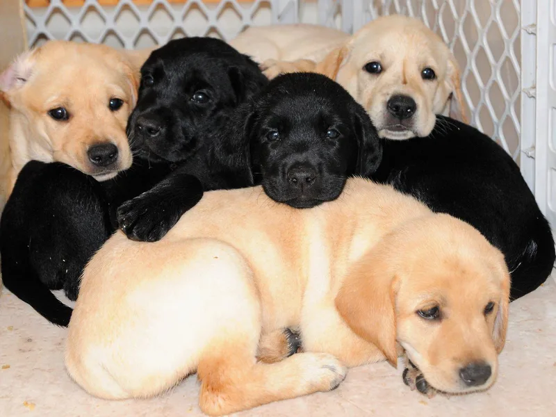 Green Acres Labrador Retrievers