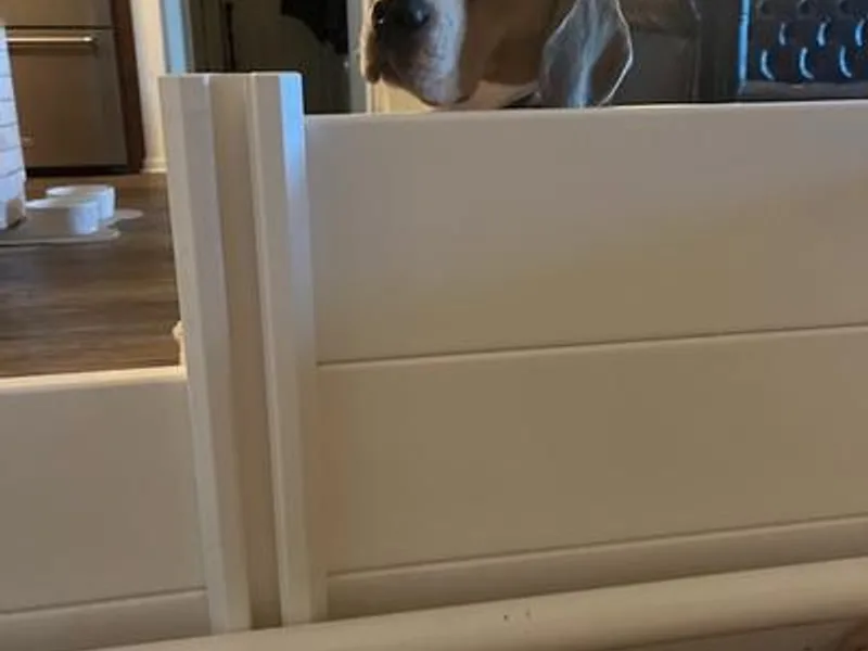 Green Acres Labradors