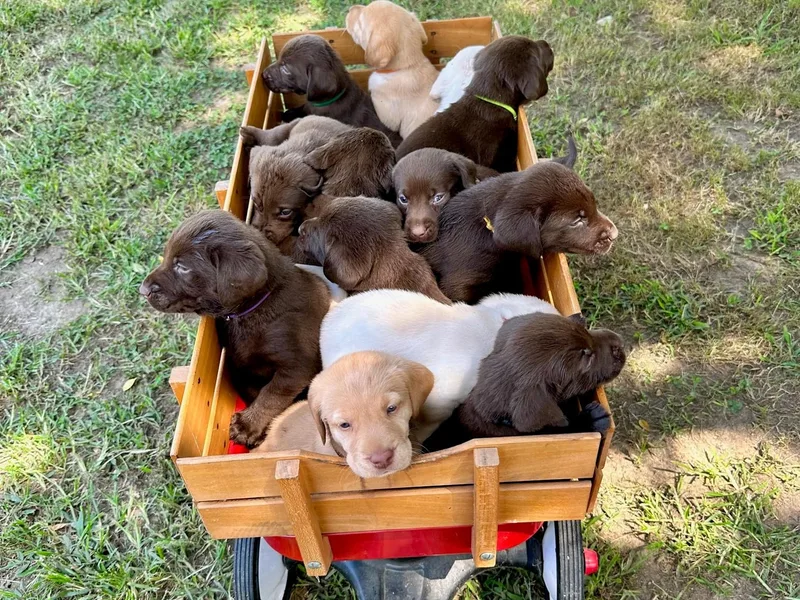 Green Acres Labradors