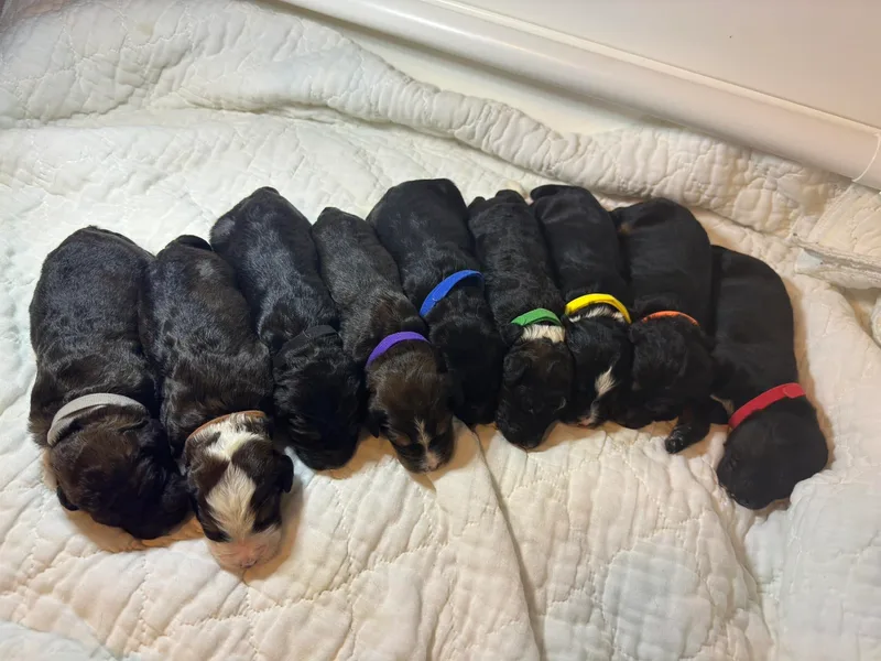 Green Bay Bernedoodles