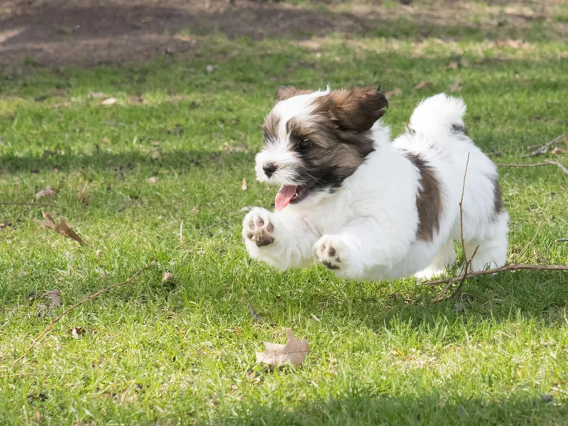 Green Gables Havanese