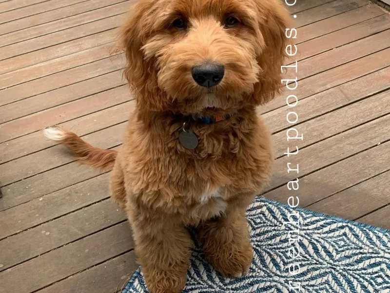 Green Heart Poodles and Doodles