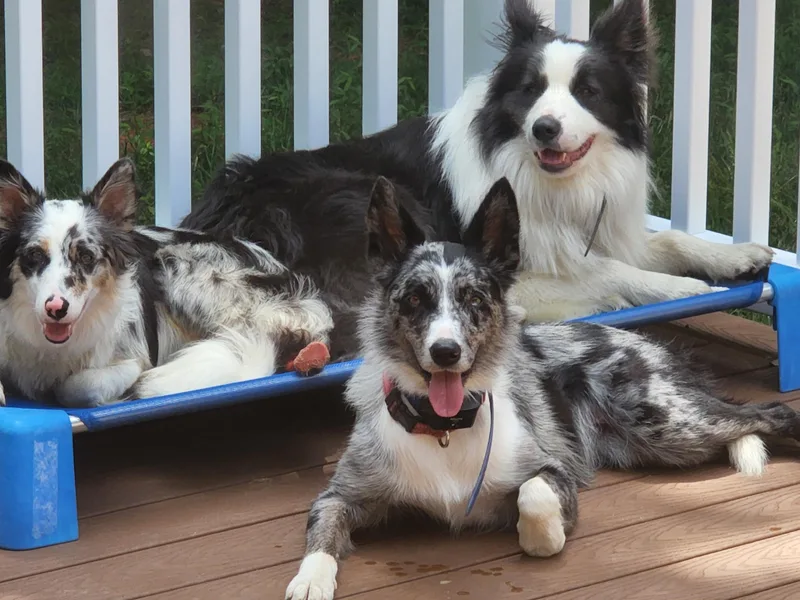 Green Hill Acre's Border Collies