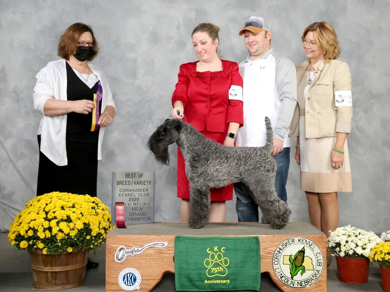 Green Lantern Kerry Blue Terriers