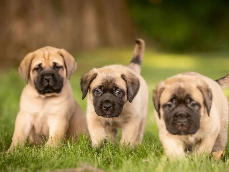 Green Meadow Mastiffs