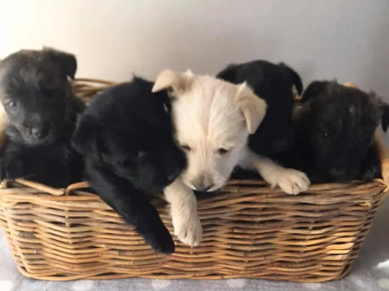 Green Meadows Scottish Terriers