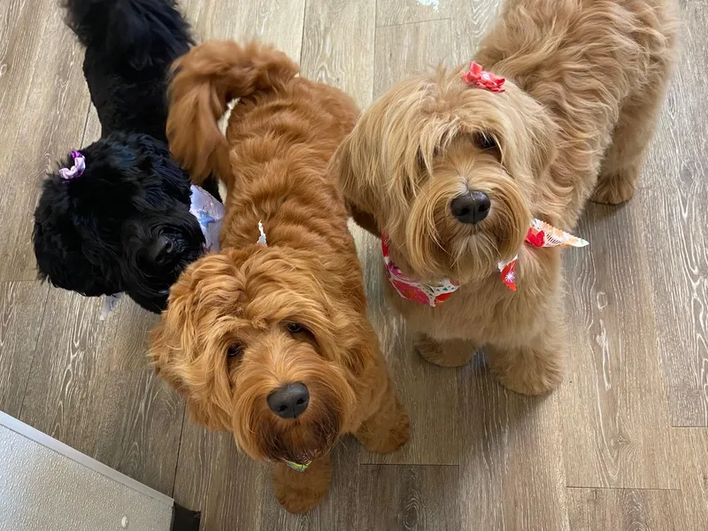 Green Mountain Australian Labradoodles