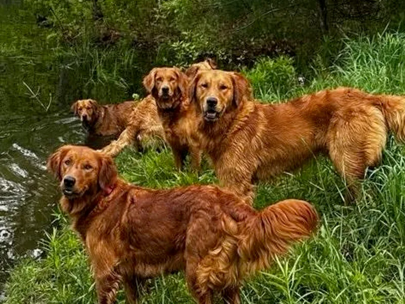 Green Mountain Golden Retrievers