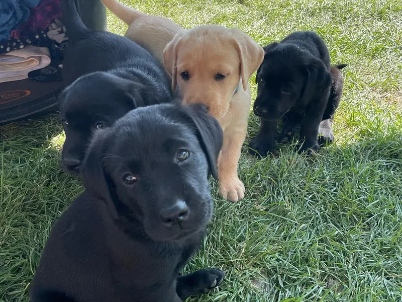 Green Mountain Labradors