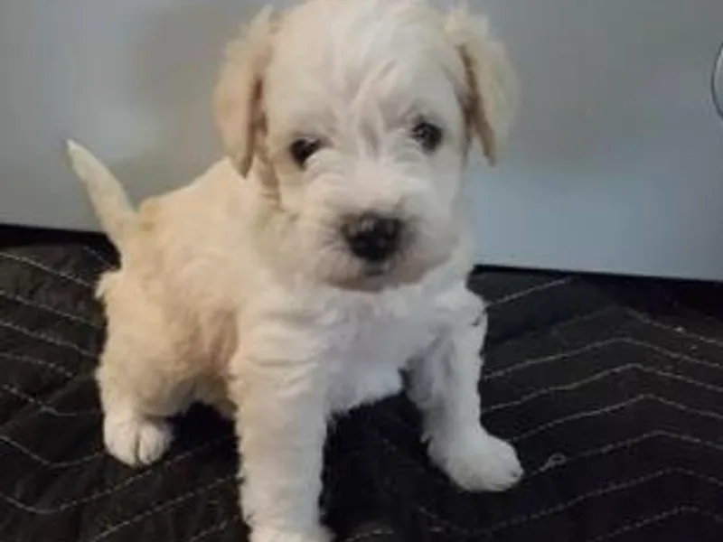 Green Mountain Schnauzers
