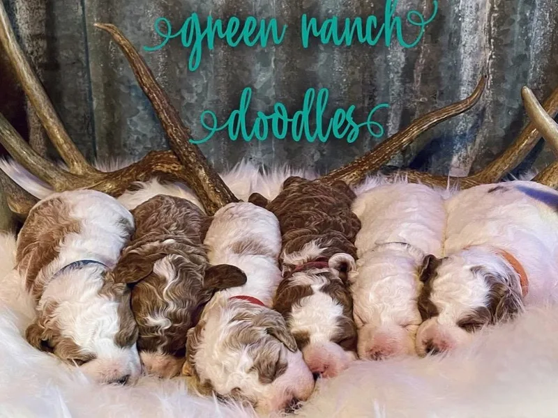 Green Ranch Doodles photo 1
