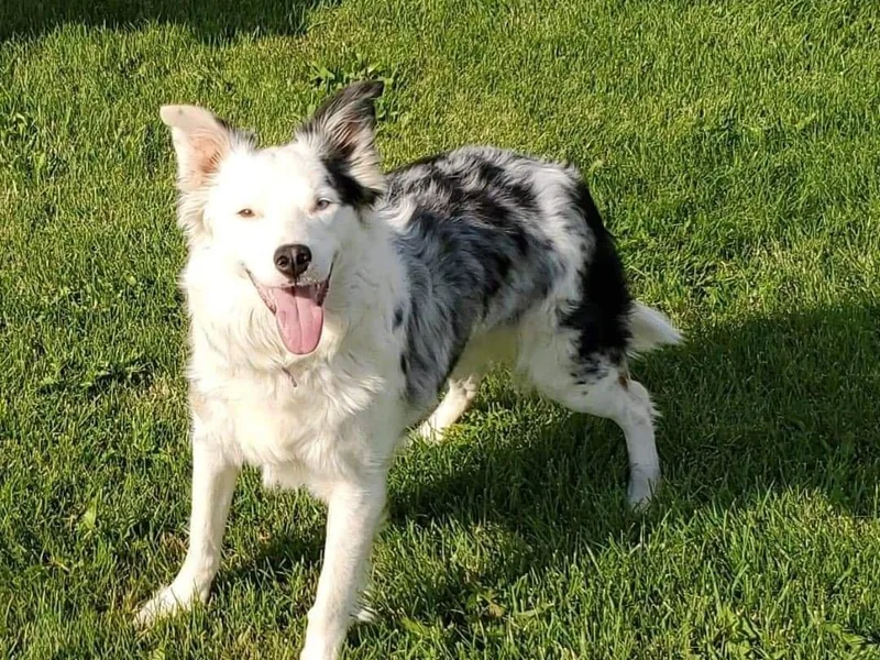 Green River Ranch Border Collies