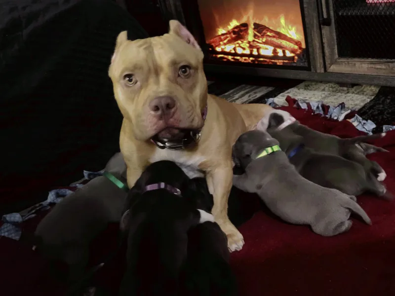 Greenberg's Boston Terriers &amp; Bullies of Metro Detroit