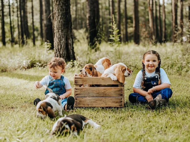 Greene Acres Bassets