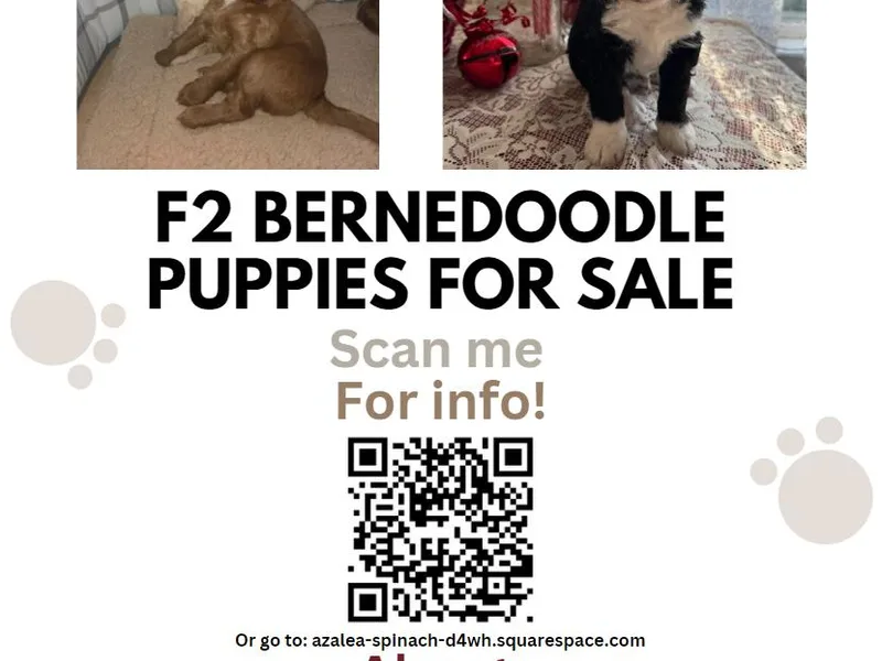 Greene Tree Bernadoodle