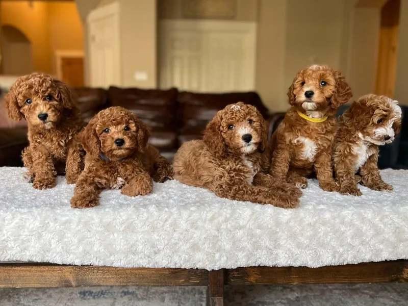 Greenfield Goldendoodles