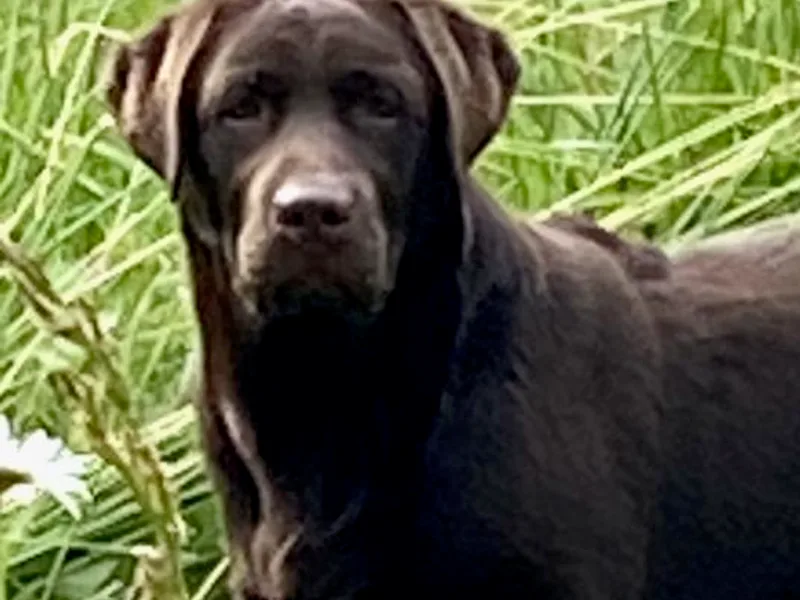 GreenGate Labradors/GreenGateLabradors.com