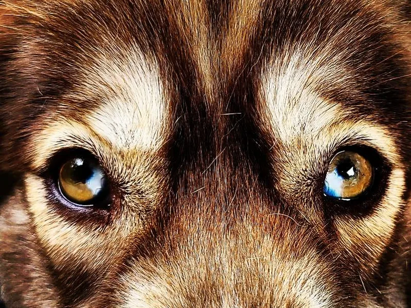 Greenlese Happy Huskies