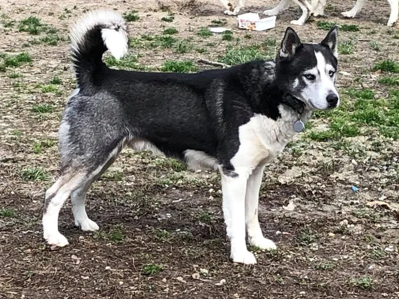 Greens 5 Acres Huskies