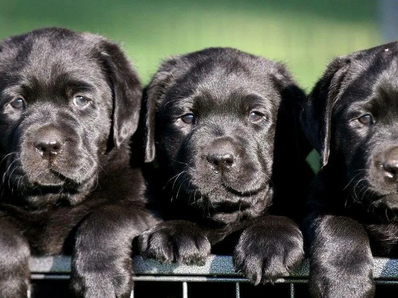 Greenstone Labradors photo 1