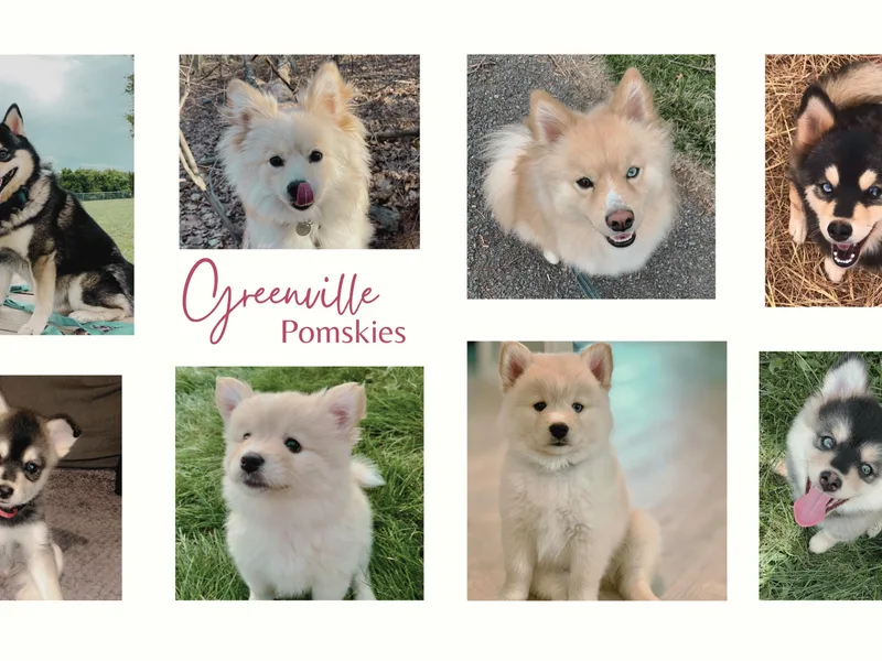 Greenville Pomskies