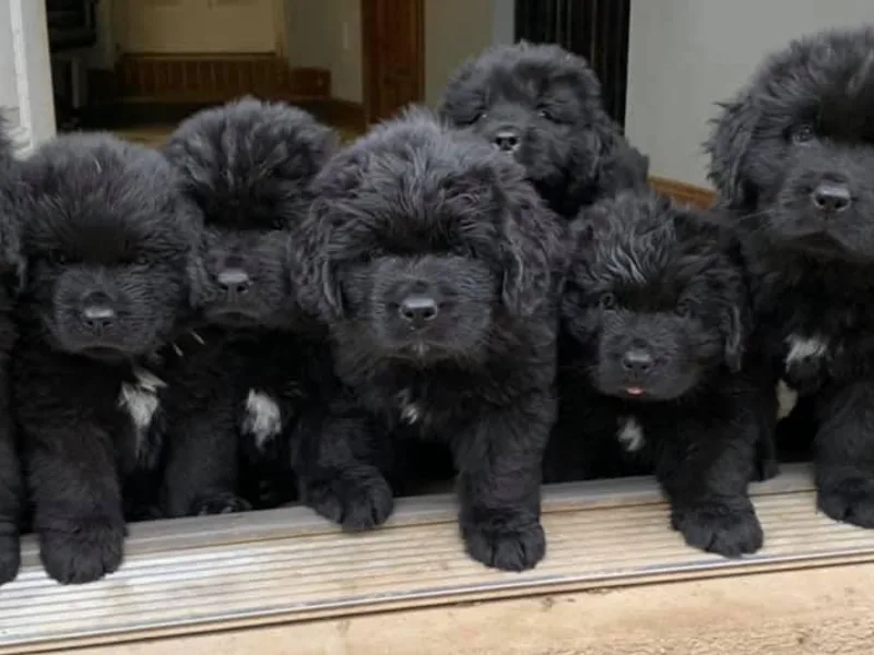 Greenwood Newfoundland’s