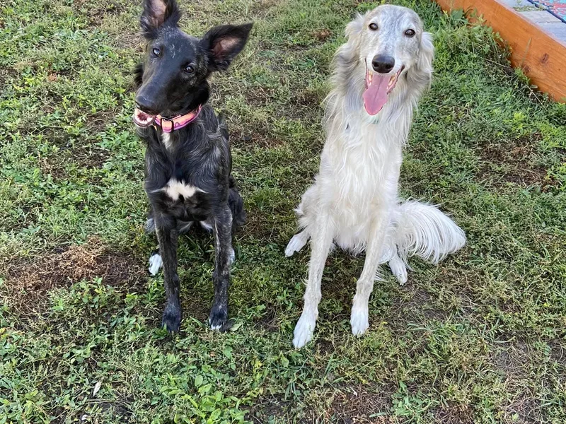 Greenwood Sighthounds
