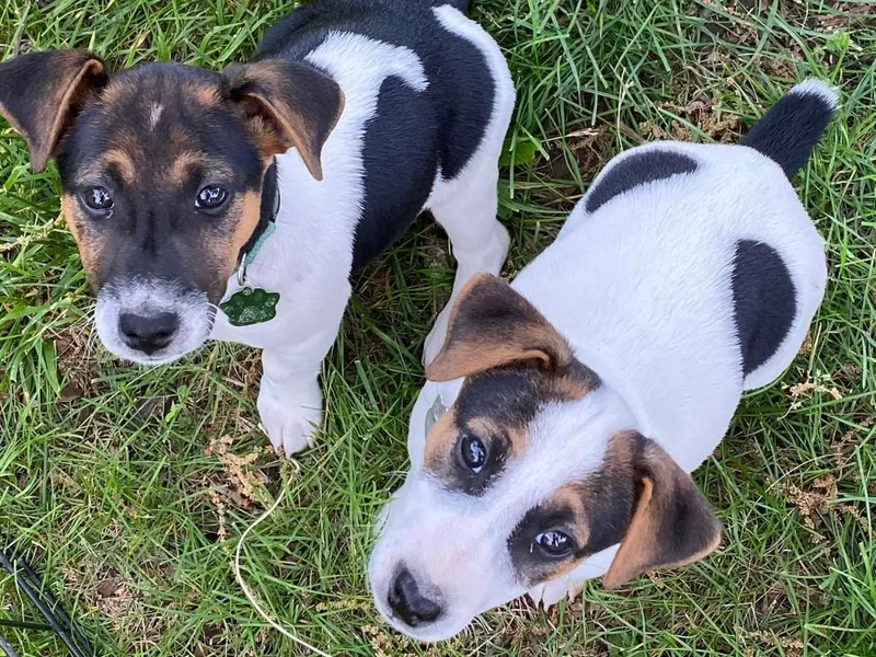 Greer's Rusell Terriers