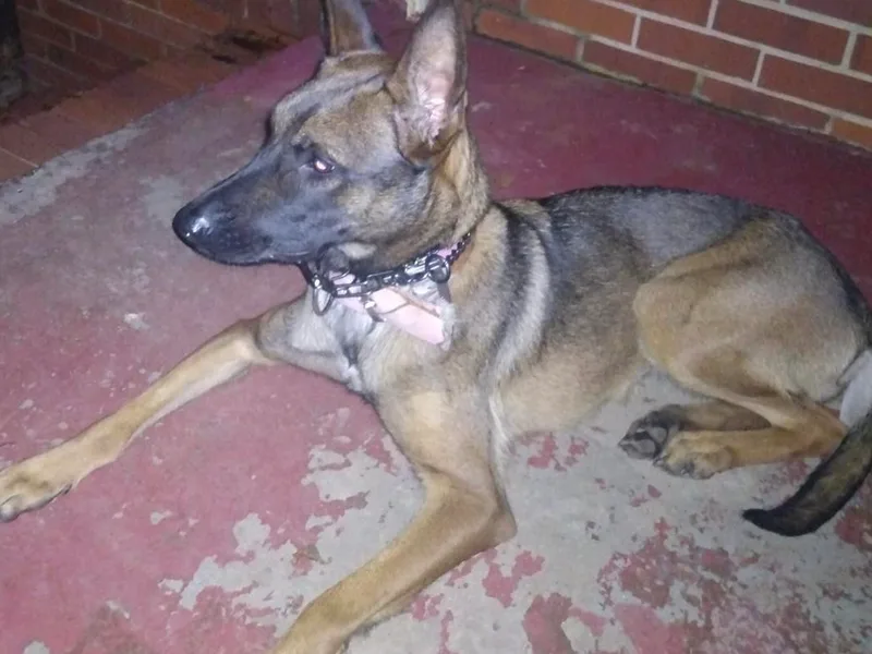 Gregory's Belgian Malinois