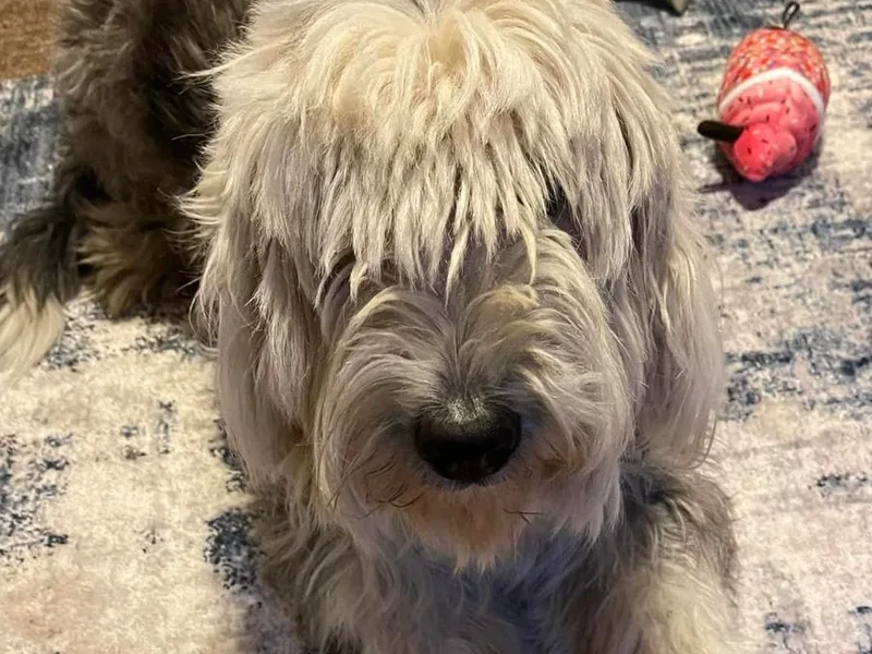 Greta’s Sheepadoodles photo 1