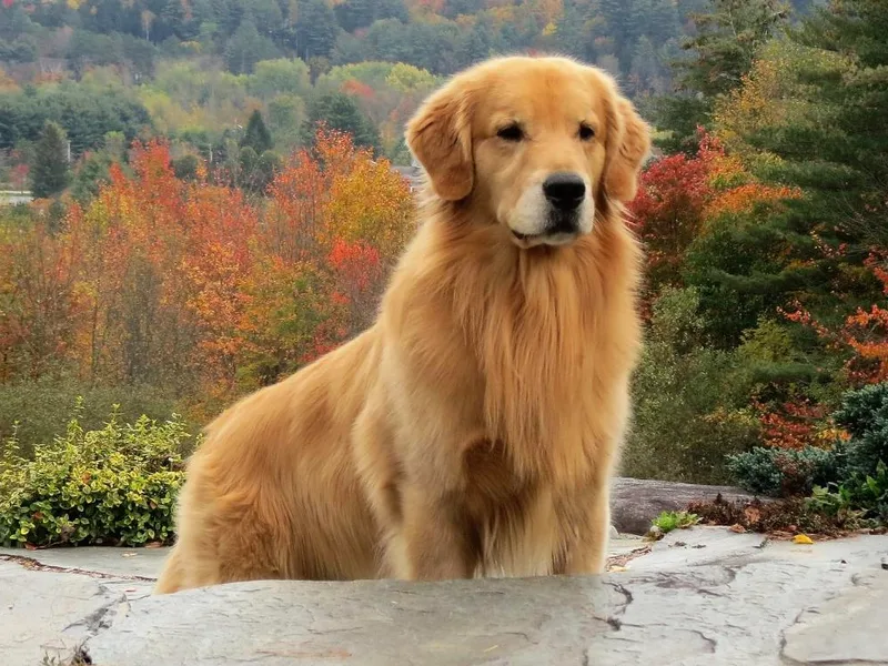 Grey Birch Goldens