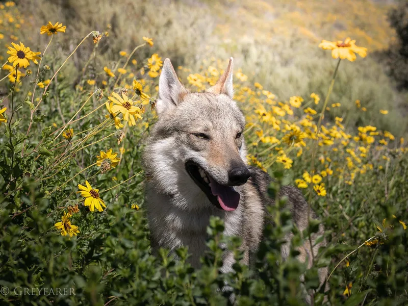 Greyfarer Czechoslovakian Vlcak