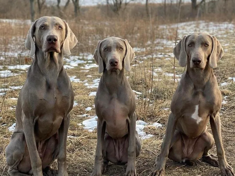 Greyhaus Weimaraners