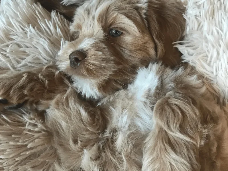 Greystone Australian Labradoodles