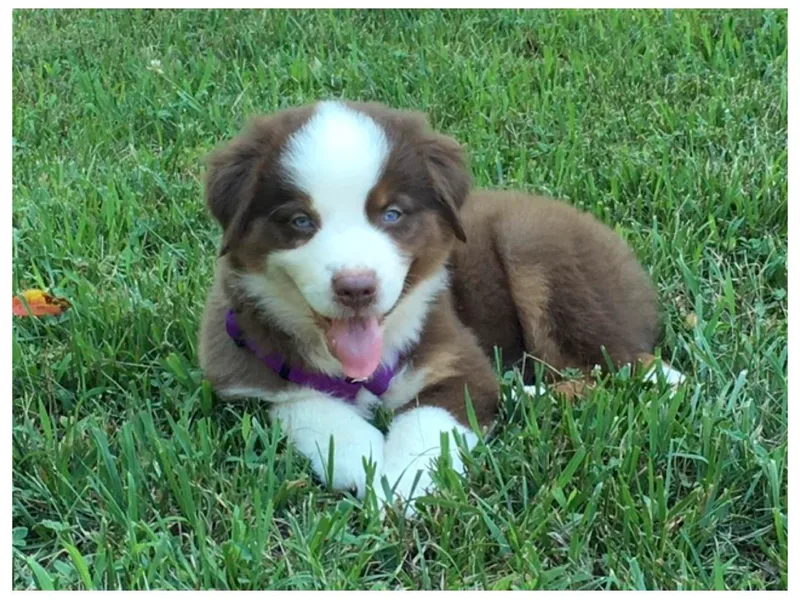 Greywood Farm Aussies