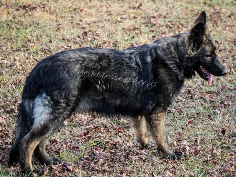 Gribbins Southern Shepherds