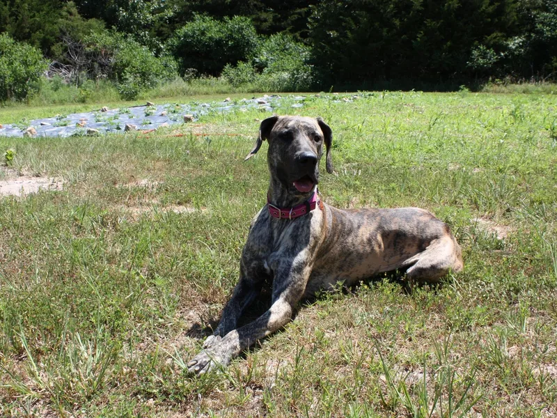 Griffin Kennels, LLC