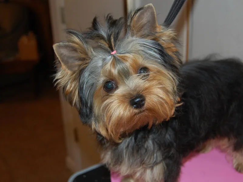 Griffis Yorkshire Terriers &amp; Chihuahuas