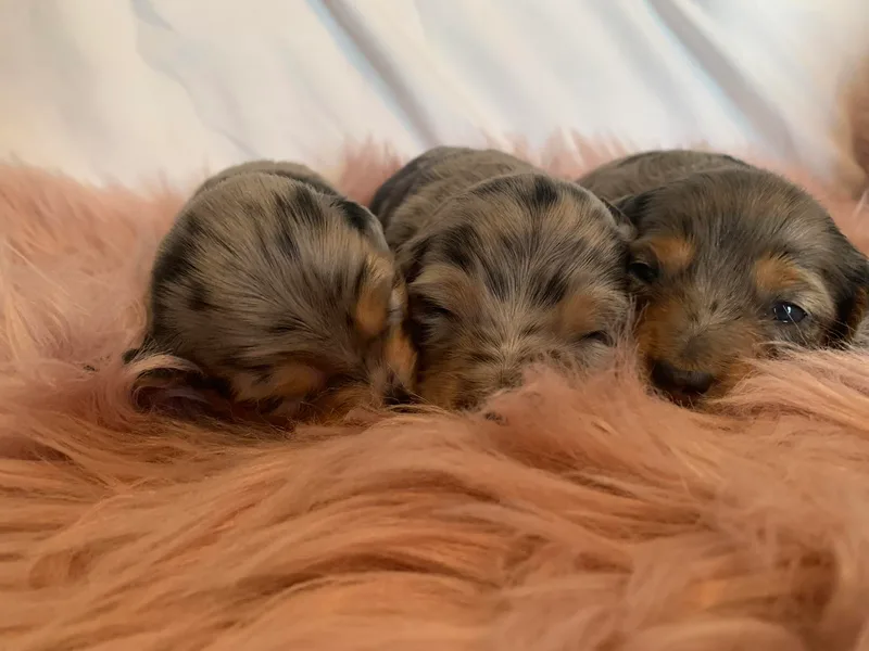 Grimm Tailed Doxies