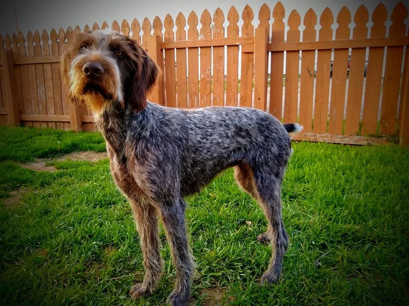 Grimmet German Wirehaired Pointers