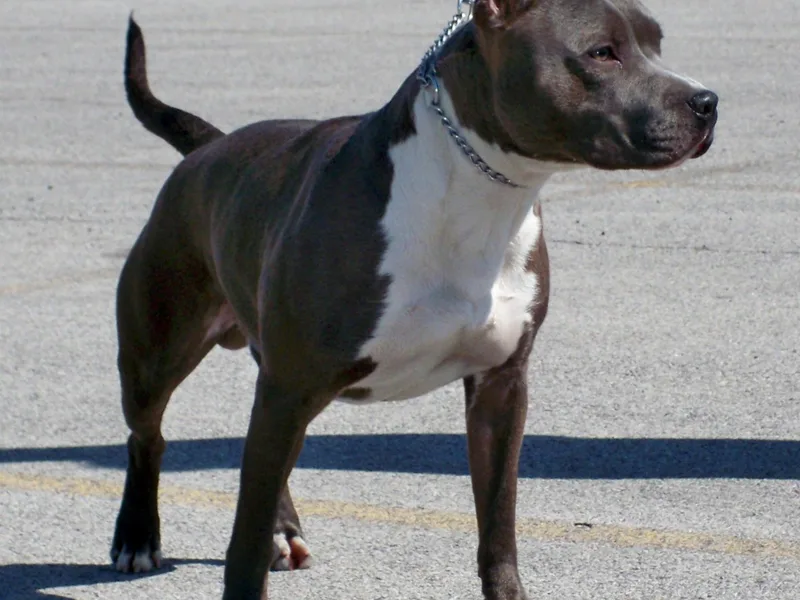 GrinNation Noble Am Staffs