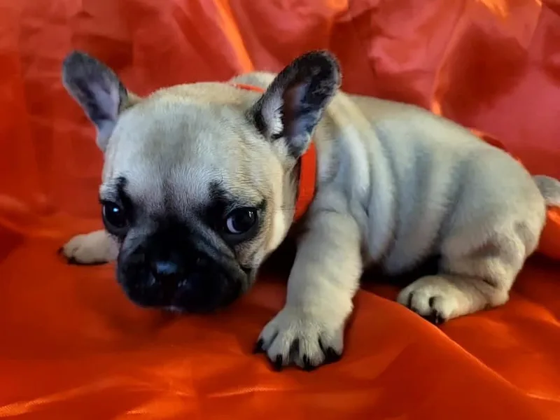 Grinning Frenchies