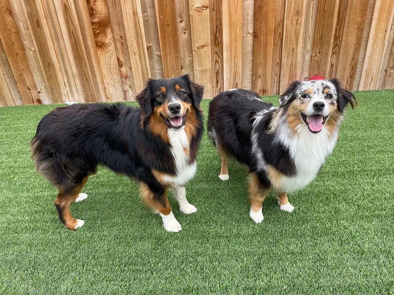 Grissom’s Aussies
