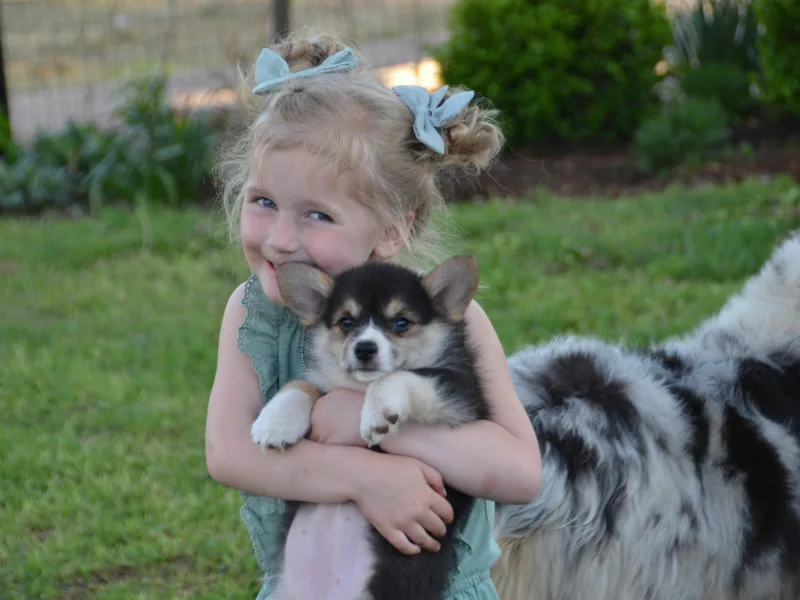 Griswold Pembroke Welsh Corgis