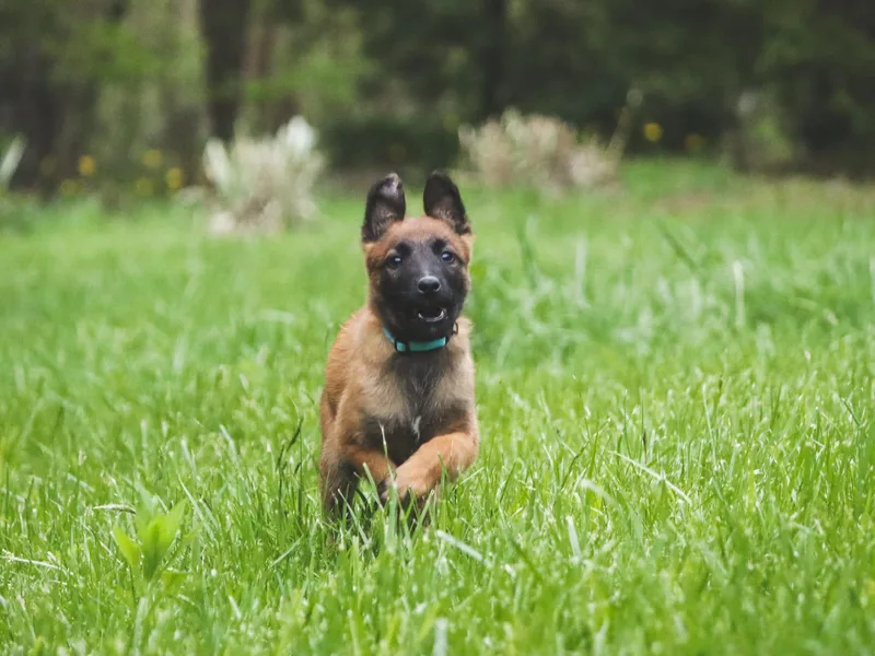 Grit &amp; Grace Malinois