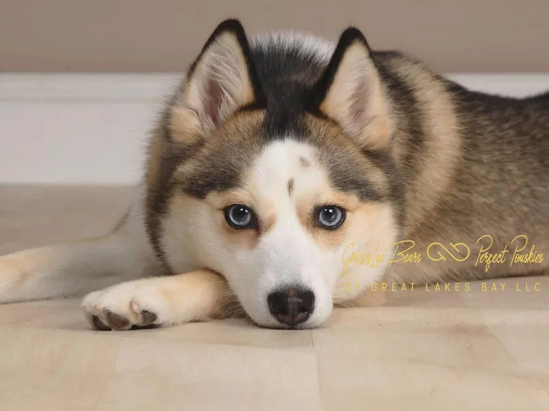 GrizzLee Bears Perfect Pomskies