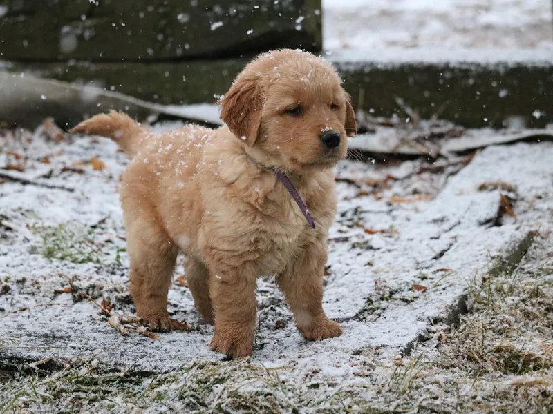 Grizzly Goldens