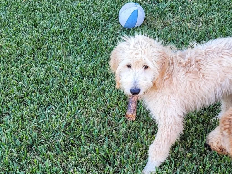 Grosenbacher Goldendoodles