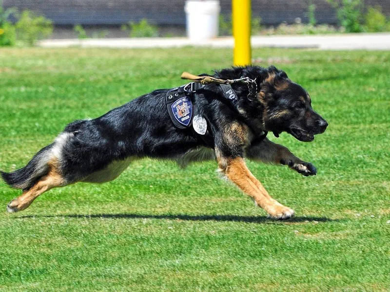 Grothaus K9 Working German Shepherds