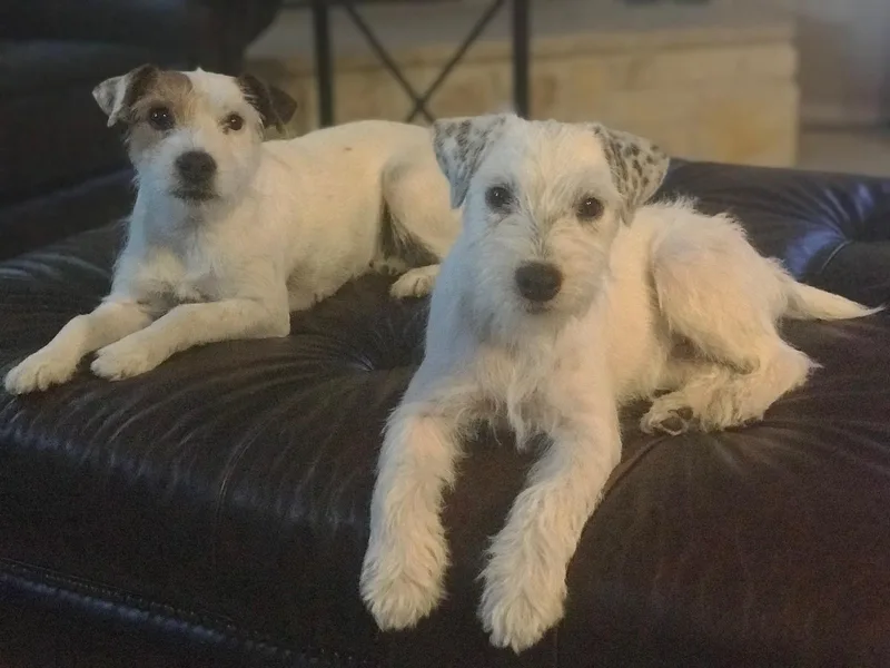Ground Force Jack Russell Terriers photo 1